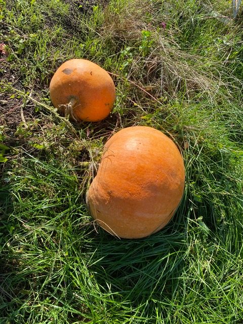 Zwei orangene Kürbisse liegen im Gras. Die Sonne scheint.